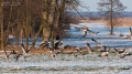 109_Biebrza - marzec 2013